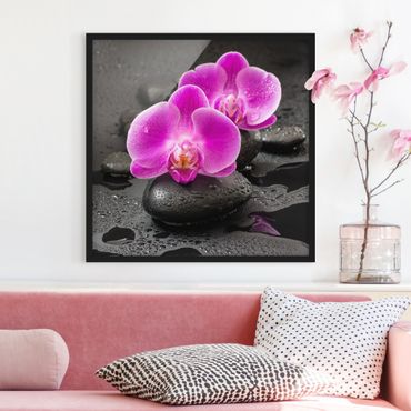 Plakat w ramie - Kwiaty różowej orchidei na kamieniach z kroplami