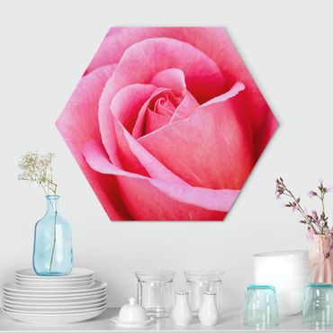 Obraz heksagonalny Alu-Dibond - Pink Rose Flowers Green Backdrop