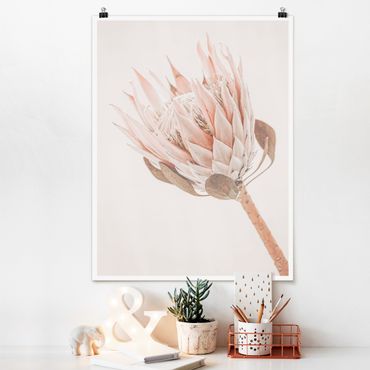 Plakat - Protea Królowa kwiatów