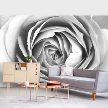 Fototapeta - Różowy kwiat róży czarno-biały