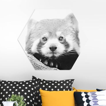 Obraz heksagonalny z Forex - Panda czerwona w czerni i bieli