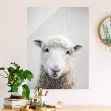 Obraz na szkle - Sheep Steffi