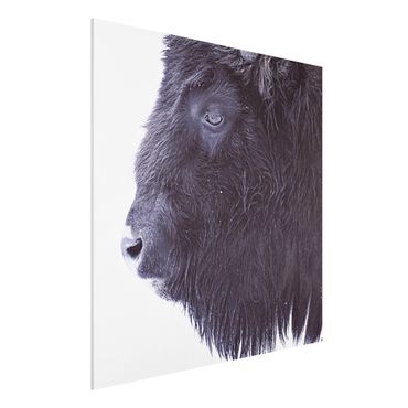 Obraz Forex - Portret czarnego bizona