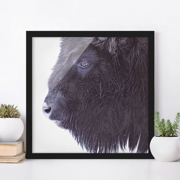 Plakat w ramie - Portret czarnego bizona