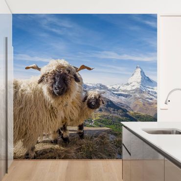 Fototapeta - Czarnonose owce z Zermatt