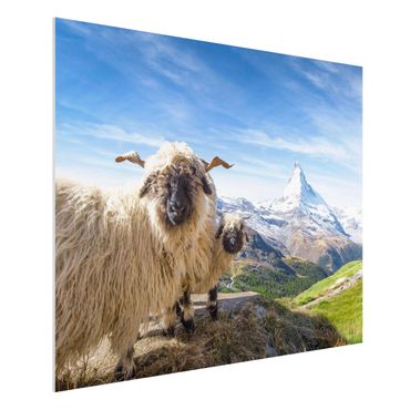 Obraz Forex - Czarnonose owce z Zermatt