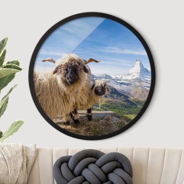 Okrągły obraz w ramie - Blacknose Sheep Of Zermatt