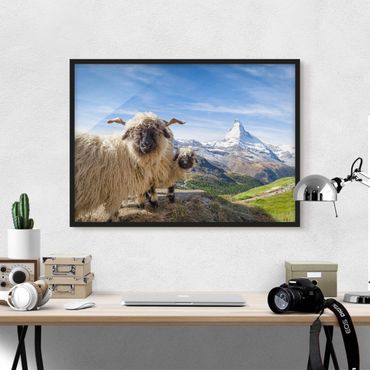 Plakat w ramie - Czarnonose owce z Zermatt