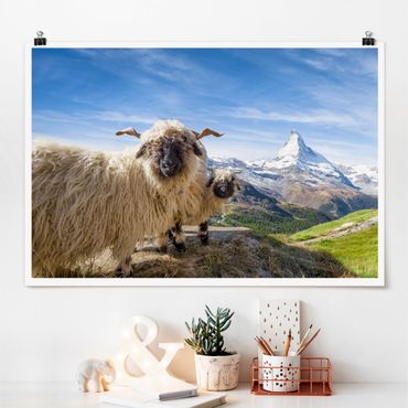 Plakat - Czarnonose owce z Zermatt