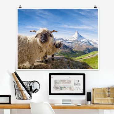 Plakat - Czarnonose owce z Zermatt