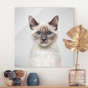 Obraz na szkle - Siamese Cat Sibylle