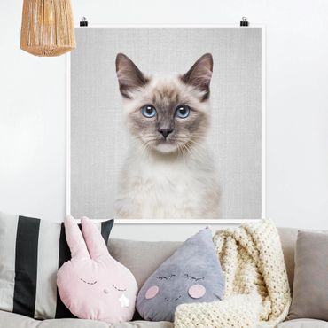 Plakat reprodukcja obrazu - Siamese Cat Sibylle