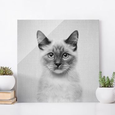 Obraz na szkle - Siamese Cat Sibylle Black And White