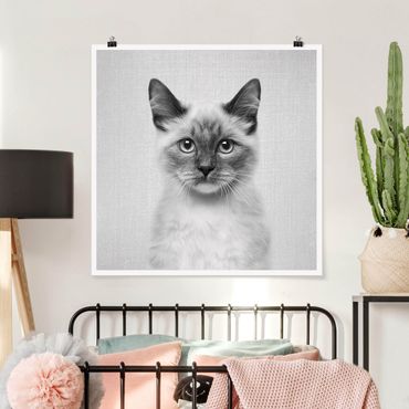Plakat reprodukcja obrazu - Siamese Cat Sibylle Black And White