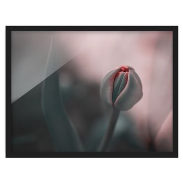 Plakat w ramie - Zmysłowy Tulipan