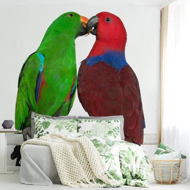 Fototapeta - Zakochane papugi