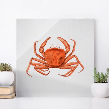 Obraz na szkle - Vintage Illustration Red Crab
