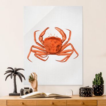 Obraz na szkle - Vintage Illustration Red Crab