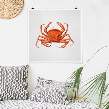 Plakat reprodukcja obrazu - Vintage Illustration Red Crab