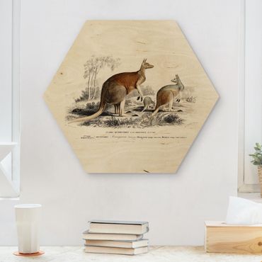 Obraz heksagonalny z drewna - Vintage Teaching Illustration Kangaroo