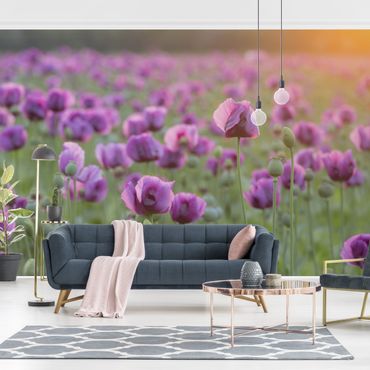 Fototapeta - Fioletowa łąka z makiem opium wiosną