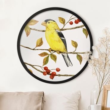 Okrągły obraz w ramie - Birds And Berries - American Goldfinch