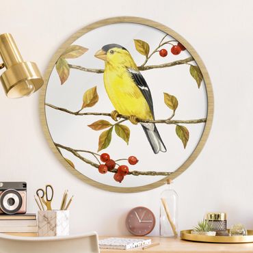Okrągły obraz w ramie - Birds And Berries - American Goldfinch