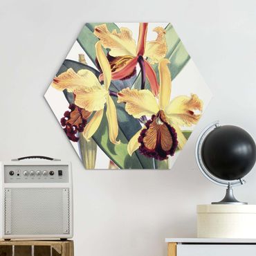 Obraz heksagonalny Alu-Dibond - Walter Hood Fitch - Orchid