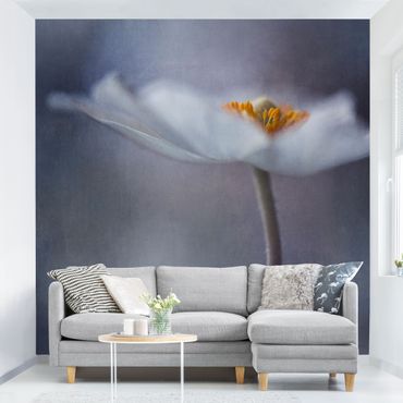 Fototapeta - Biały kwiat zawilca