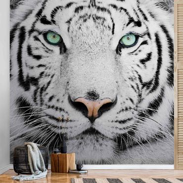 Tapeta metaliczna - Biały tygrys