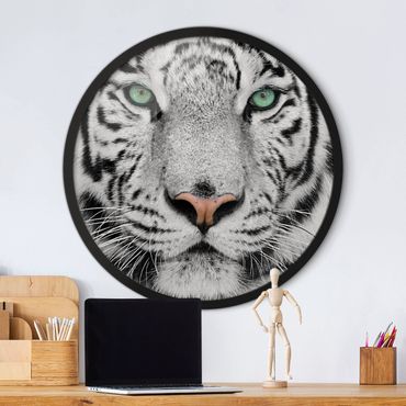 Okrągły obraz w ramie - White Tiger