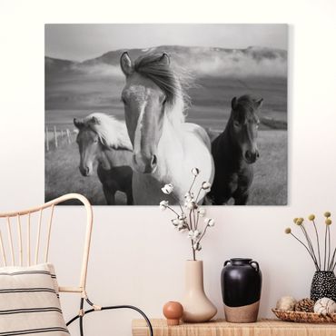 Obraz na płótnie - Czarne i białe dzikie konie