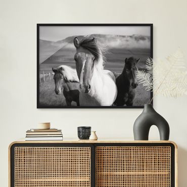 Plakat w ramie - Czarne i białe dzikie konie