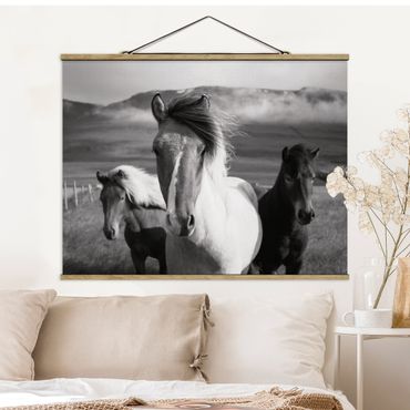 Plakat z wieszakiem - Czarne i białe dzikie konie
