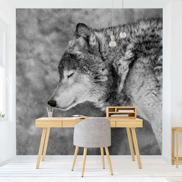 Fototapeta - Winter Wolf