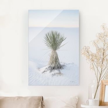 Obraz na szkle - Yucca palm in white sand