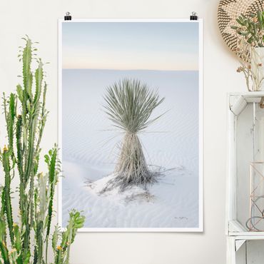 Plakat reprodukcja obrazu - Yucca palm in white sand