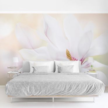 Fototapeta - Czuły kwiat magnolii