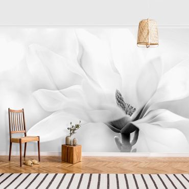 Fototapeta - Czarno-biały kwiat magnolii