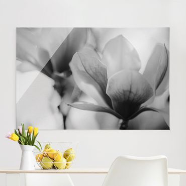 Obraz na szkle - Czułe kwiaty magnolii II