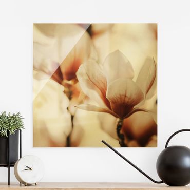 Obraz na szkle - Delikatne kwiaty magnolii w grze świateł