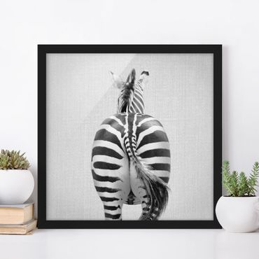 Obraz w ramie - Zebra From Behind Black And White