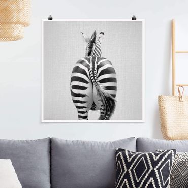 Plakat reprodukcja obrazu - Zebra From Behind Black And White