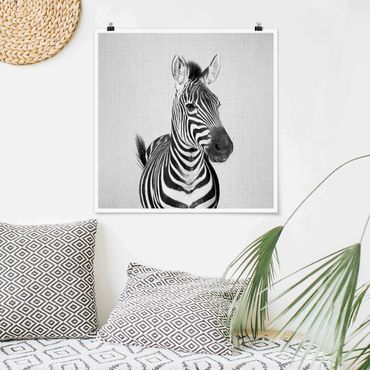 Plakat reprodukcja obrazu - Zebra Zilla Black And White