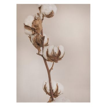 Obraz na płótnie - Fragile Cotton Twig
