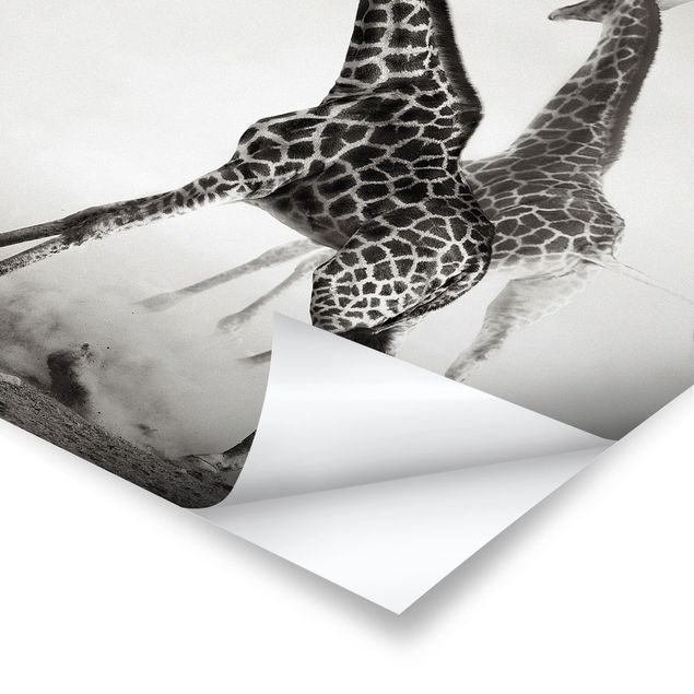 Czarno białe obrazki Polowanie na żyrafę