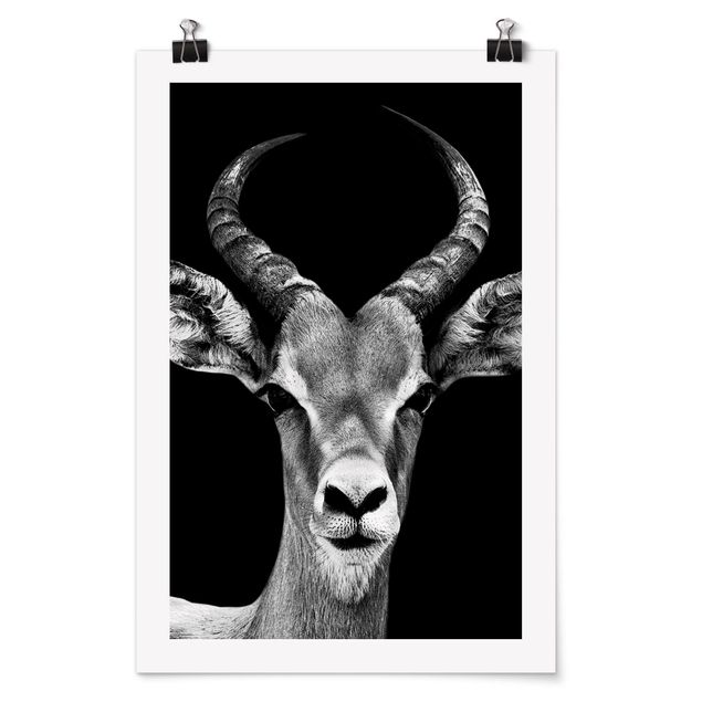Zwierzęta obrazy Antylopa konopiasta czarno-biała