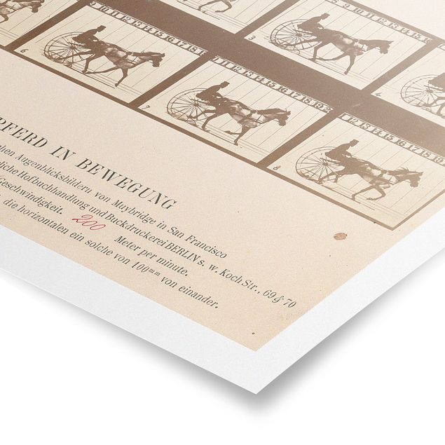 Obrazy ze zwierzętami Eadweard Muybridge - Koń w ruchu