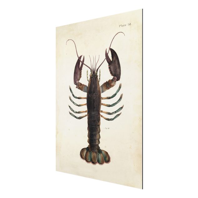 Obrazy ze zwierzętami Ilustracja homara w stylu vintage