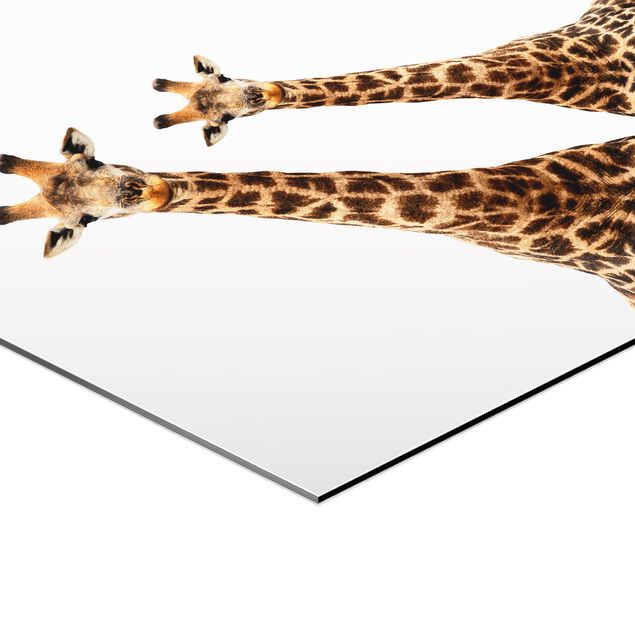 Obraz heksagonalny Portait Dwie żyrafy